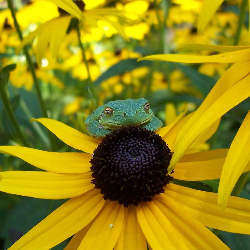 Black Eyed Susan Seeds (Rudbeckia) - Image 4