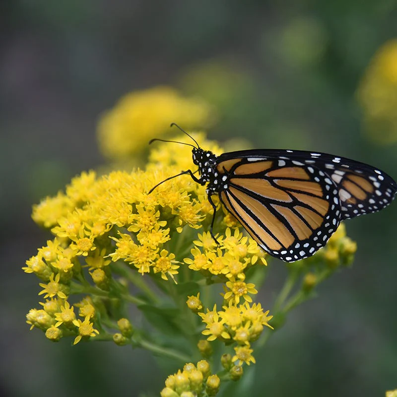 Stiff Goldenrod Seeds - Image 3