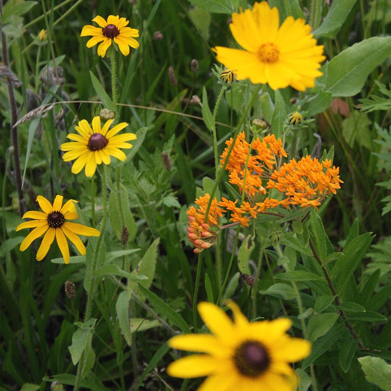 Native Southeast Wildflower Seed Mix - Image 2