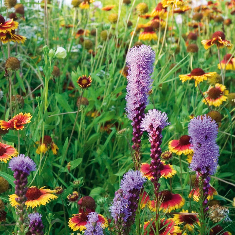 Native Southeast Wildflower Seed Mix - Image 3