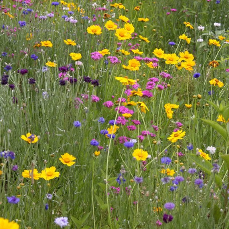 Southeast Wildflower Seed Mix - Image 3