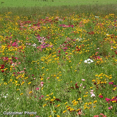 Southeast Wildflower Seed Mix - Image 4
