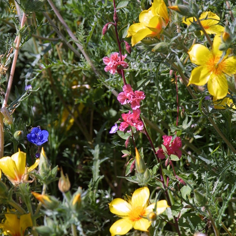 Native Southwest Wildflower Seed Mix - Image 3
