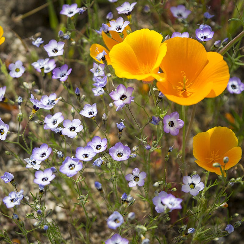 Native Southwest Wildflower Seed Mix - Image 4