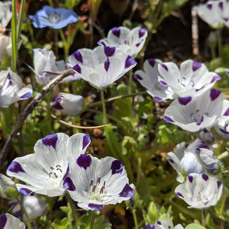 Native Southwest Wildflower Seed Mix - Image 5