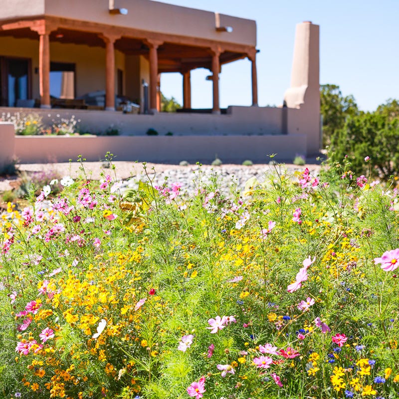 Southwest Wildflower Seed Mix - Image 2
