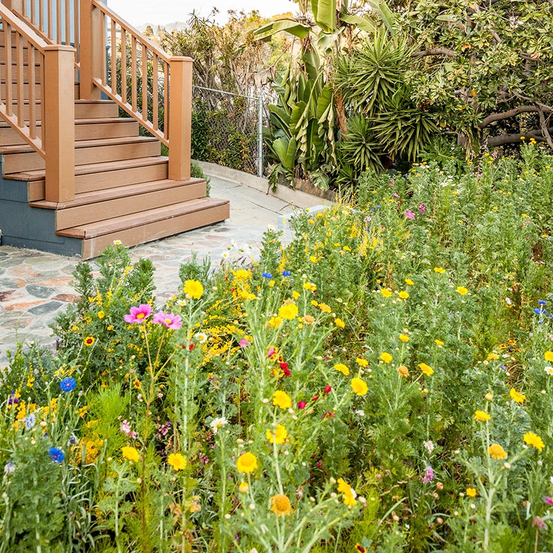 Southwest Wildflower Seed Mix - Image 3
