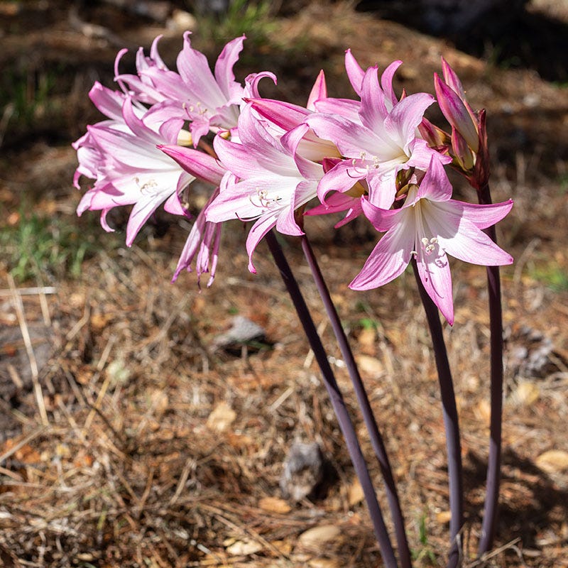 Naked Lady Lily (Amaryllis Belladonna) - Image 2