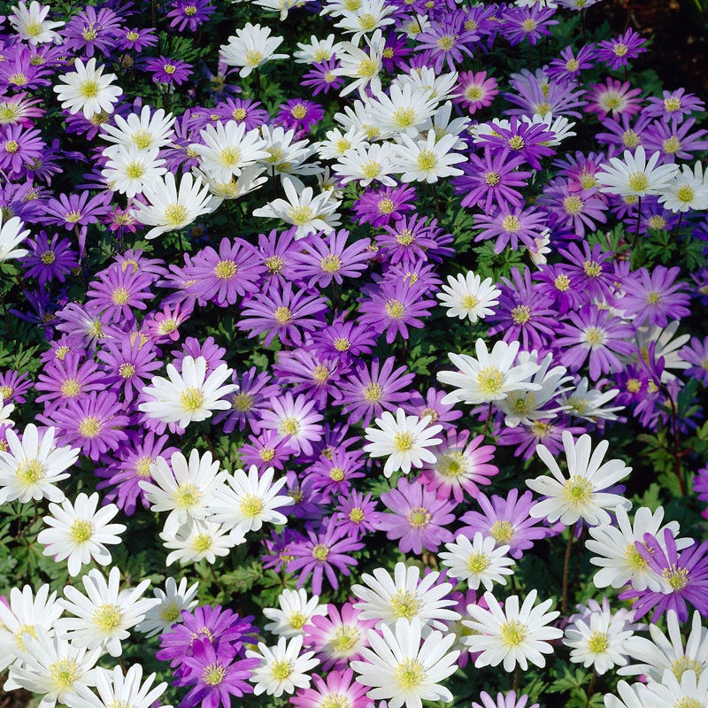 Anemone blanda Mix - Image 2