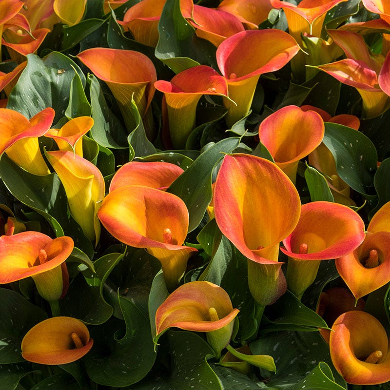 Bold Bouquet Flower Bulb Collection - Image 5