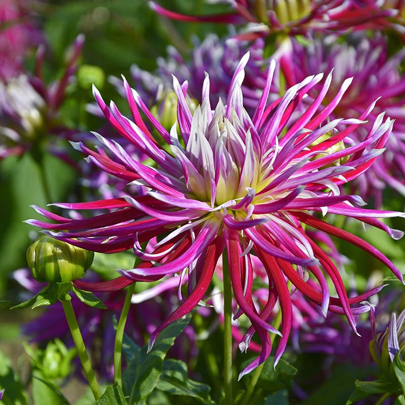 Hollyhill Spider Woman Cactus Dahlia - Image 2