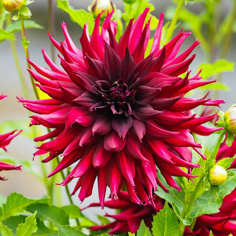 Nuit D'ete Cactus Dahlia