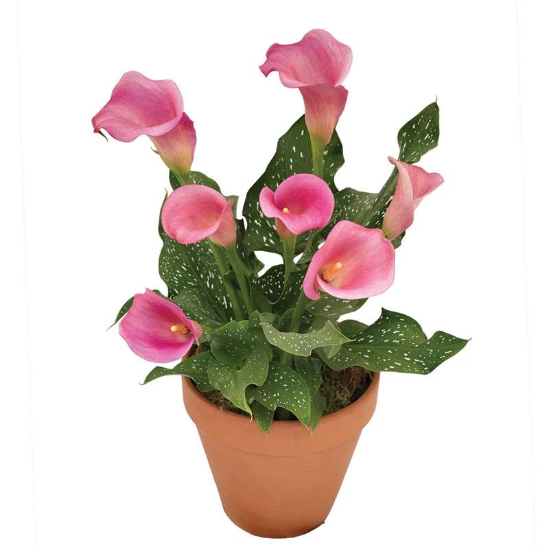 Dynasty Calla Lily - Image 2