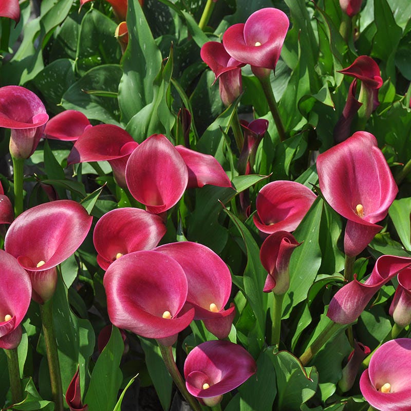 Rocket Calla Lily - Image 2
