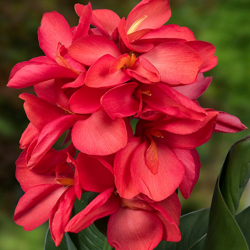 CannaSol™ Happy Isabel® Canna Lily - Image 2