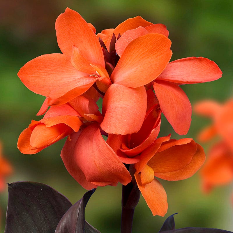 CannaSol™ Happy Wilma® Canna Lily - Image 2