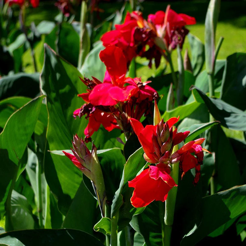 Red Dazzler Canna Lily - Image 2