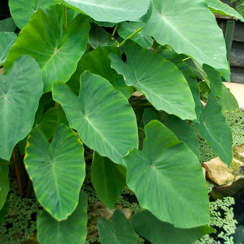 Elephant Ears - Image 2