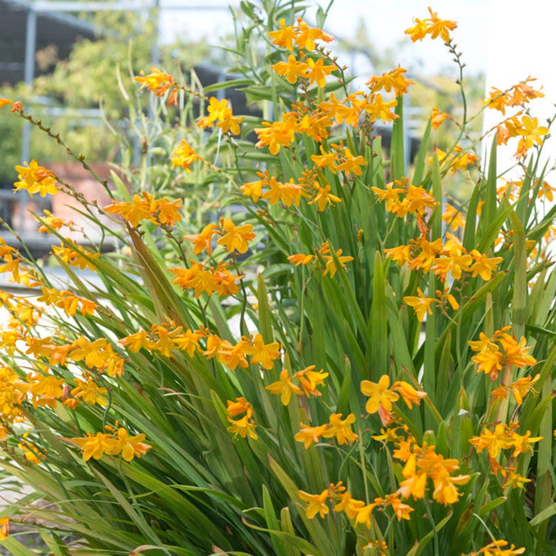 George Davidson Crocosmia - Image 2