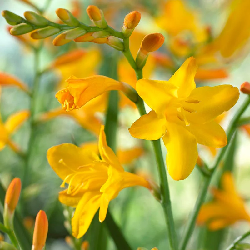 George Davidson Crocosmia - Image 3