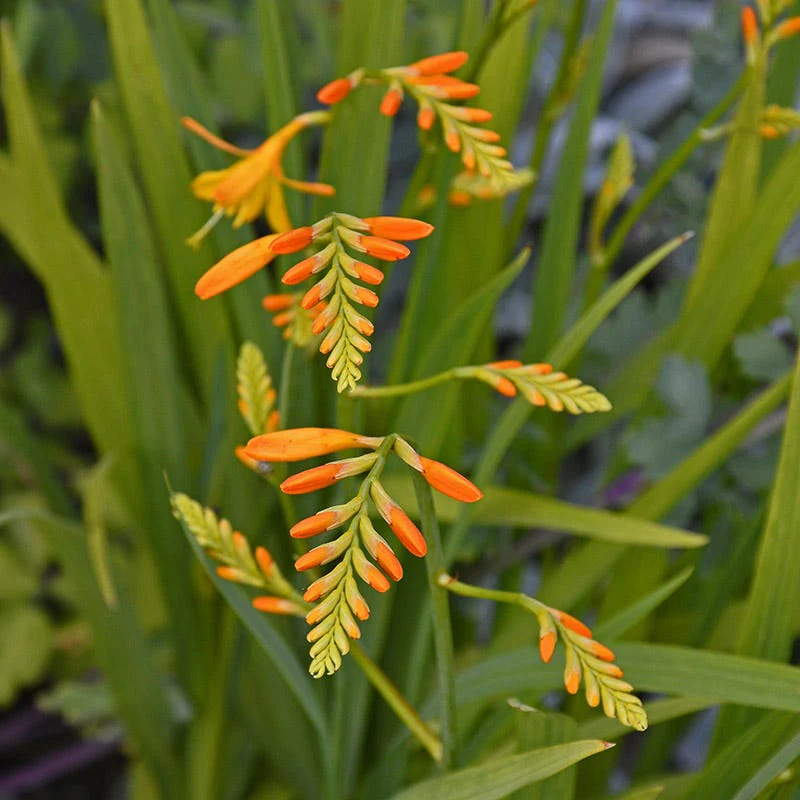 George Davidson Crocosmia - Image 4