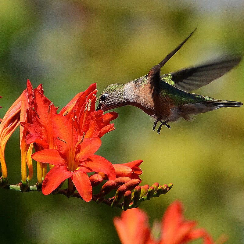 Lucifer Crocosmia - Image 4