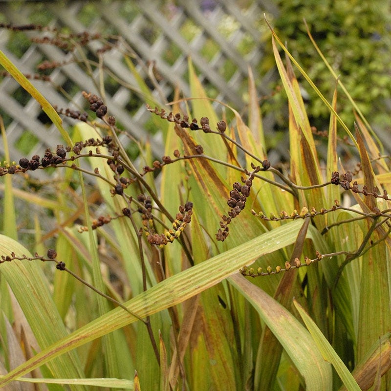 Lucifer Crocosmia - Image 5