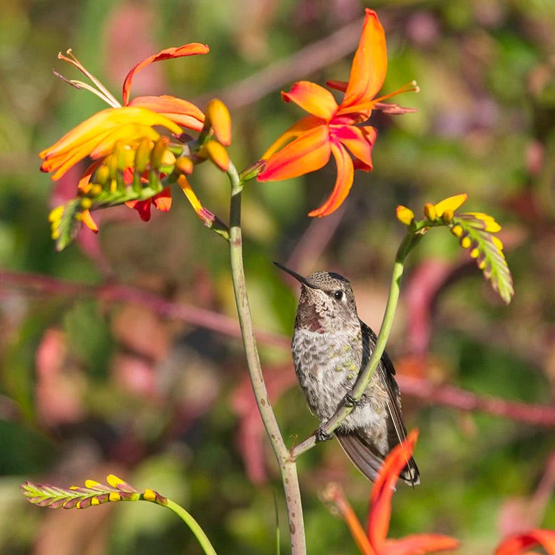 Crocosmia Mix - Image 2