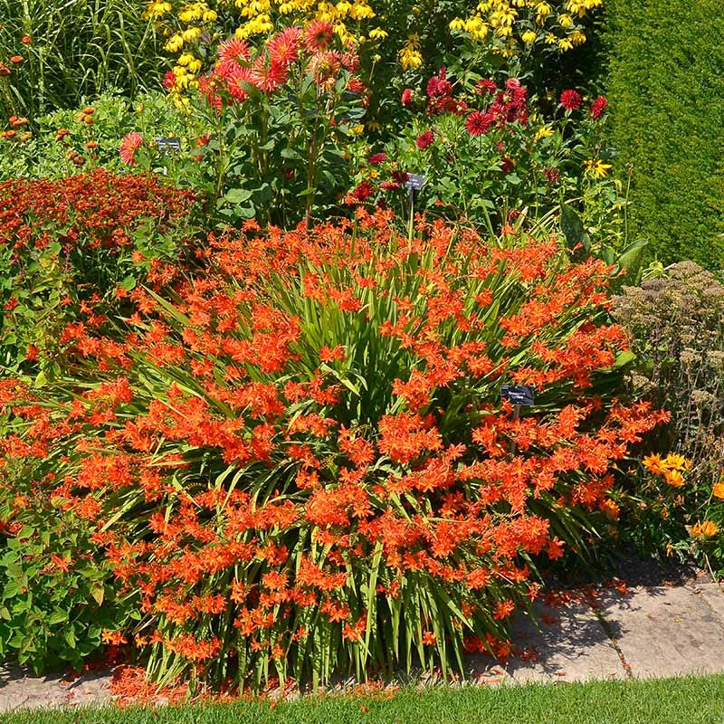 Crocosmia Mix - Image 3