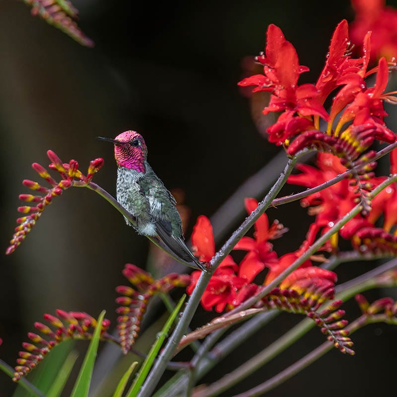 Crocosmia Mix - Image 4