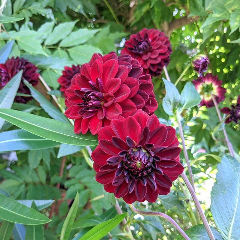 Arabian Night Dahlia - Image 2