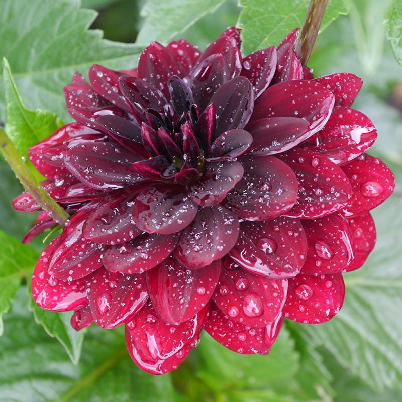 Arabian Night Dahlia - Image 3