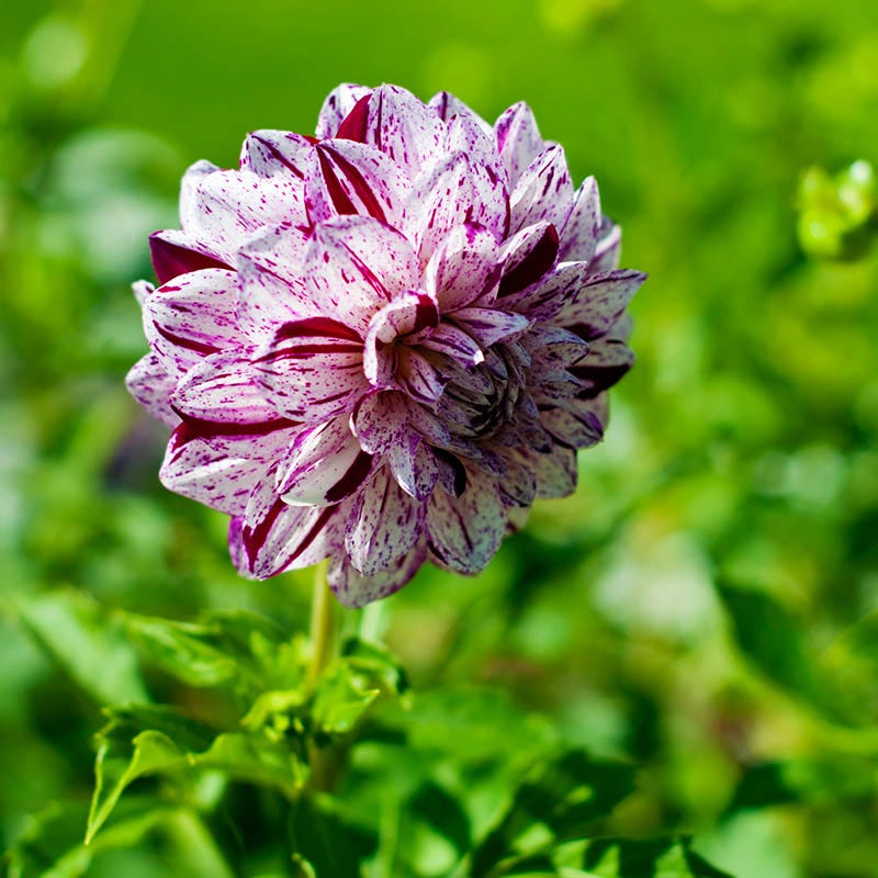 Marble Ball Dahlia - Image 3