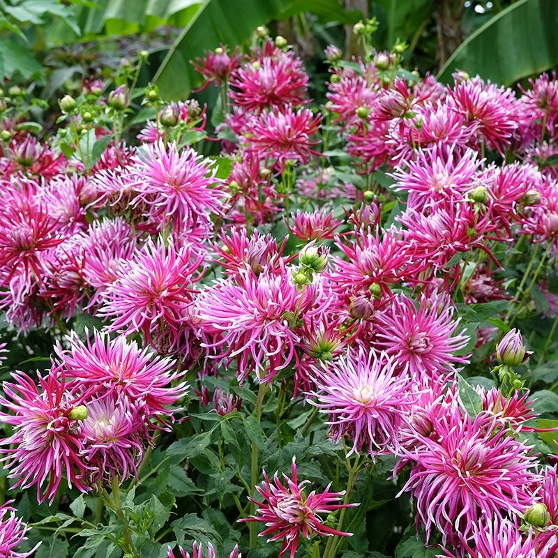 Stars of the Garden Dahlia Collection - Image 4
