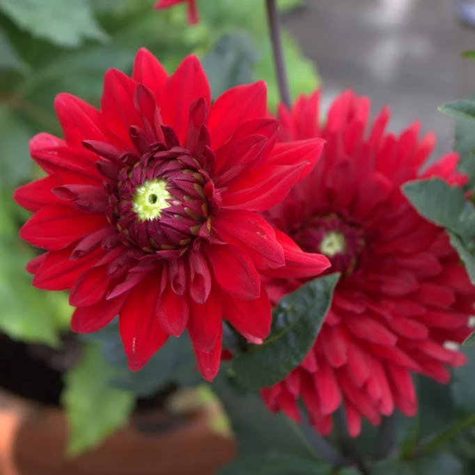 Babylon Red Dinnerplate Dahlia - Image 2
