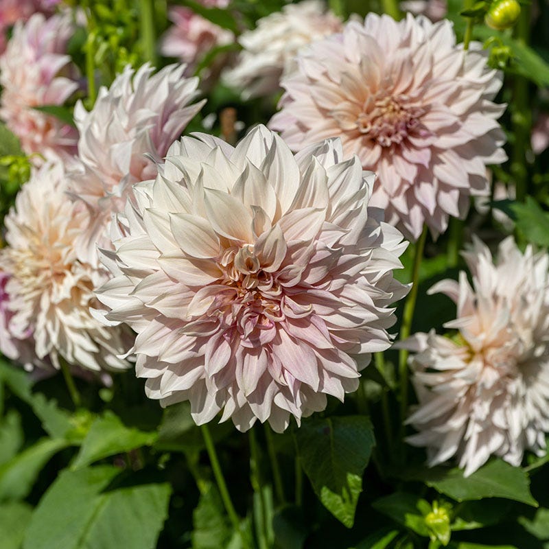 Cafe au Lait Dinnerplate Dahlia - Image 2