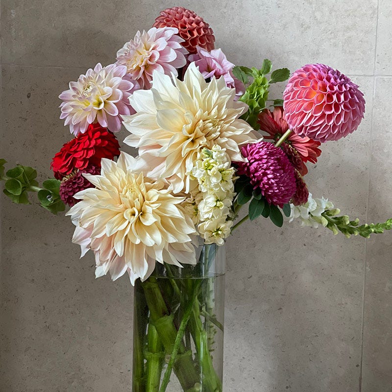 Cafe au Lait Dinnerplate Dahlia - Image 4