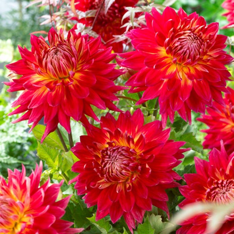 Manhattan Island Dinnerplate Dahlia - Image 2