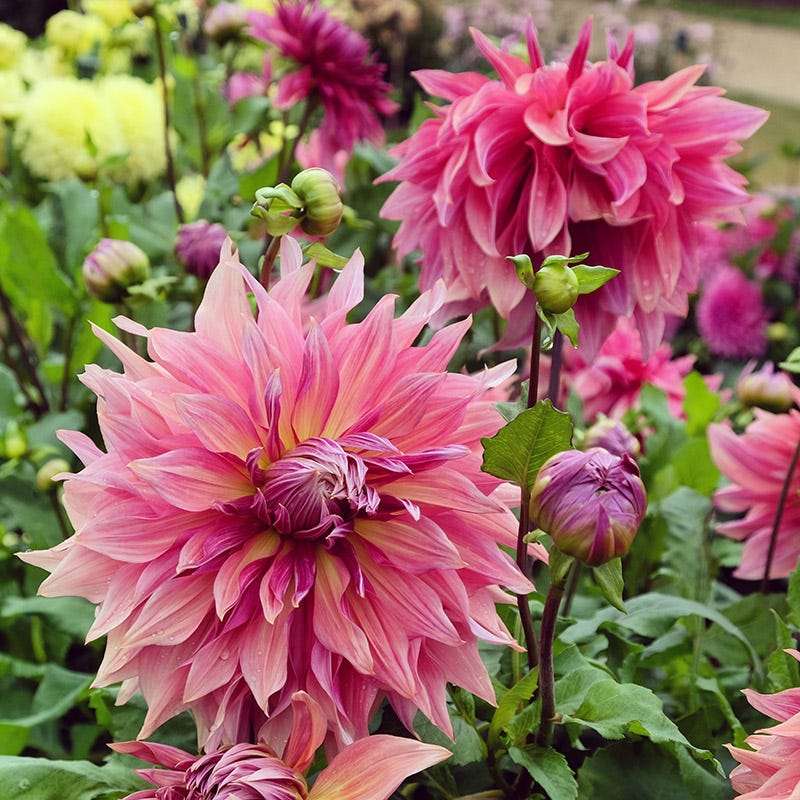 Penhill Dark Monarch Dinnerplate Dahlia - Image 2