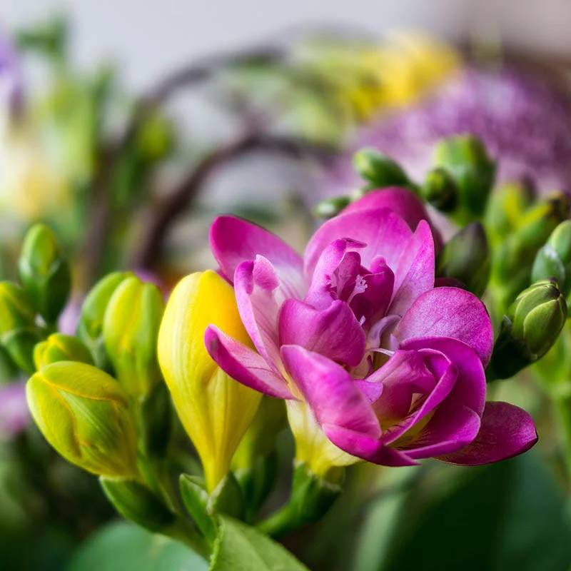 Double Freesia Mix