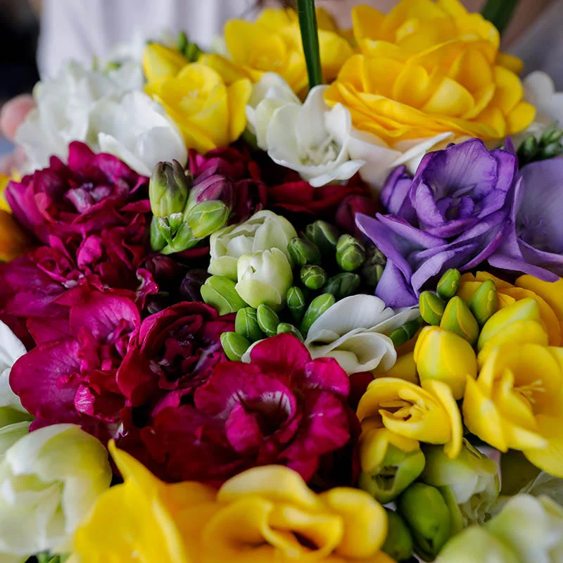 Double Freesia Mix - Image 2