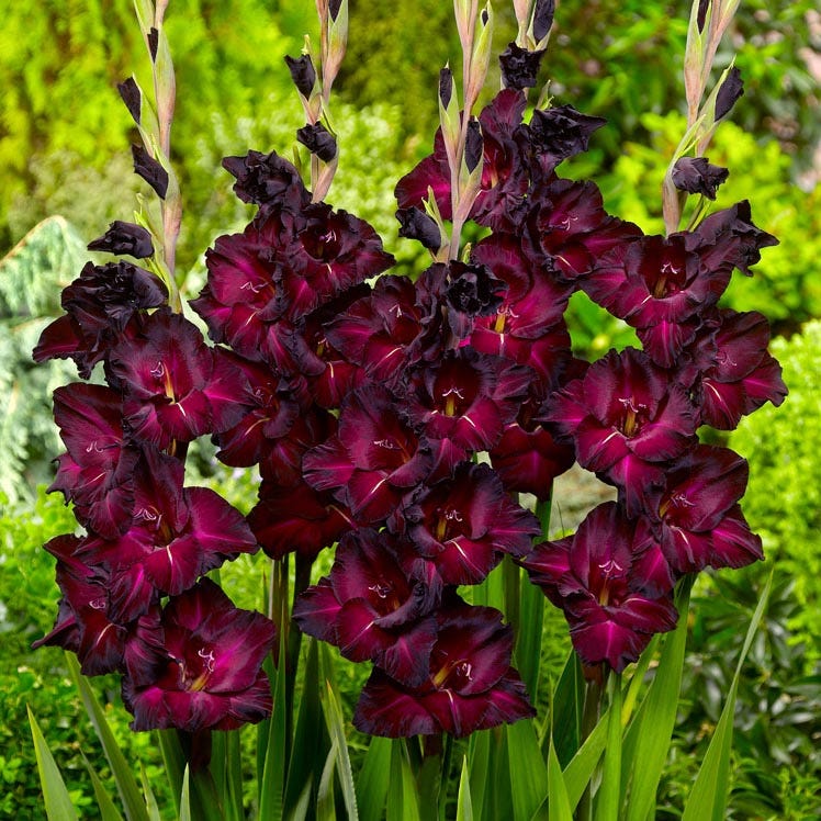 Rioja Spanish Red Bulb Collection - Image 4
