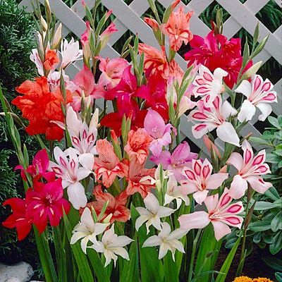 Hardy Gladiolus Mix - Image 2