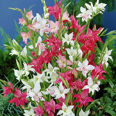 Hardy Gladiolus Mix - Image 3