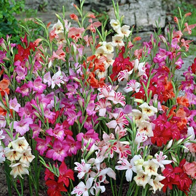 Hardy Gladiolus Mix - Image 4