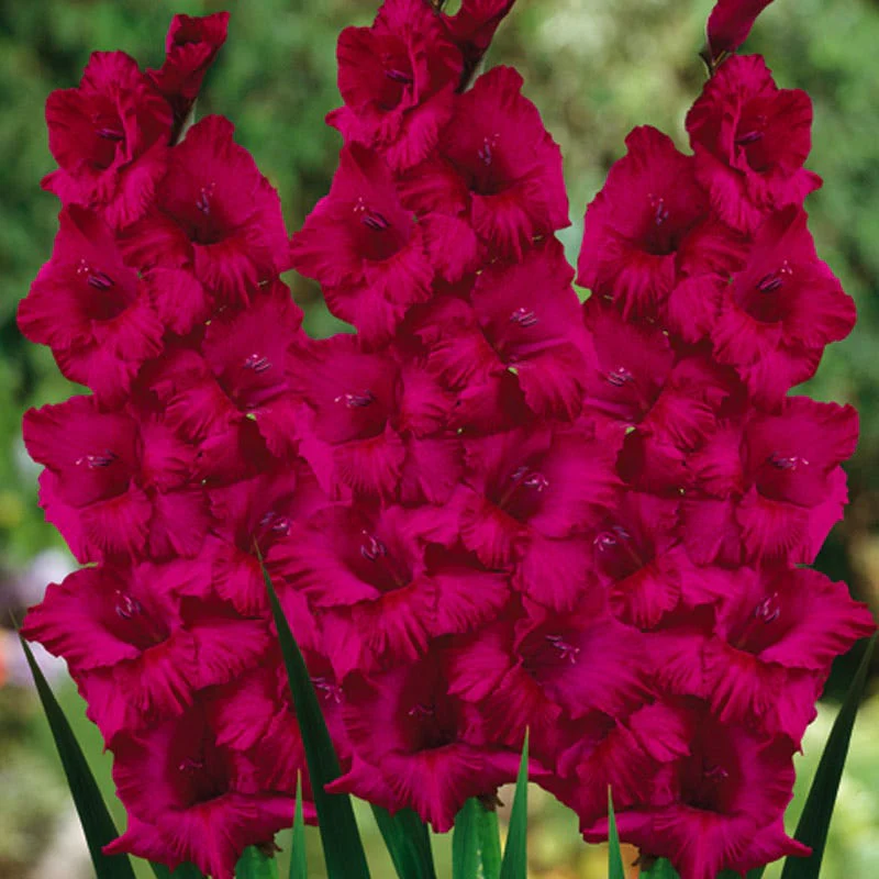 Plum Tart Gladiolus - Image 3