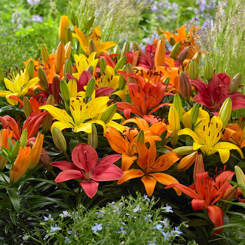 Evening Sunset Lily Bulb Collection - Image 3