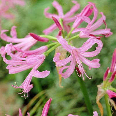 Pink Nerine Lily - Image 2