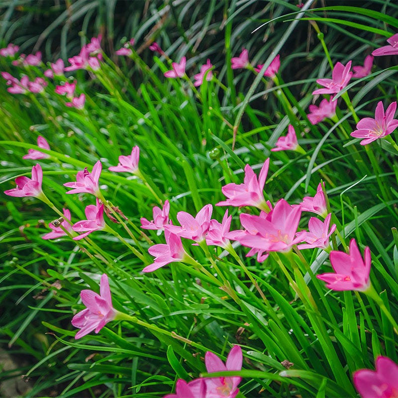 Oasis Garden Bulb Collection - Image 4