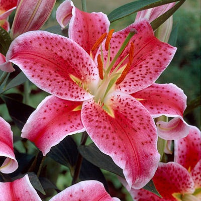 Stargazer Oriental Lily - Image 2